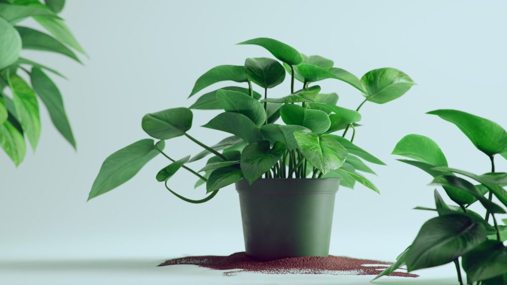 Plant - Minimalism - Render